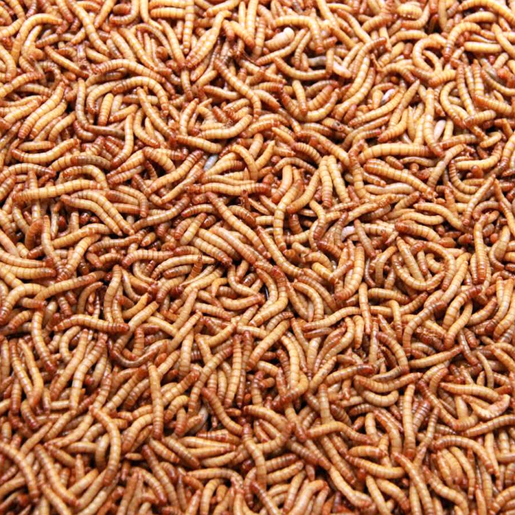 Parrot Food Mealworms Natural Bird Feed Dried mealworm Pet Food